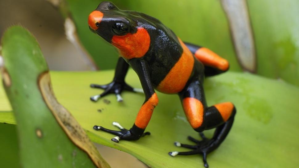 Jenis Hewan Darat Paling Berbahaya Untuk Manusia